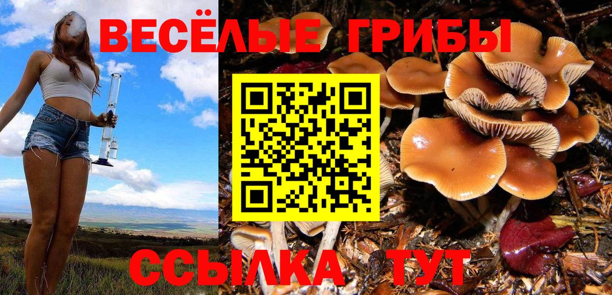 Галлюциногенные грибы Psilocybe Донецк